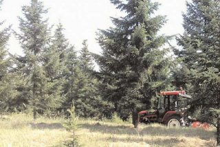 Direcția Silvic prioritizeaz regenerarea pdurilor